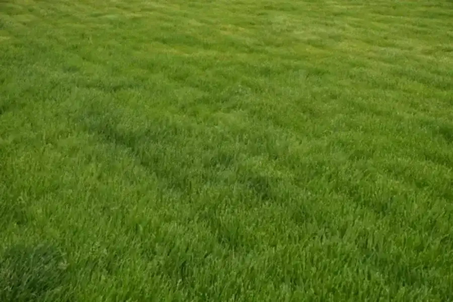 Freshly laid cultivated ryegrass lawn
